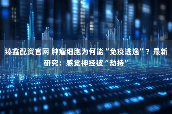 臻鑫配资官网 肿瘤细胞为何能“免疫逃逸”？最新研究：感觉神经被“劫持”